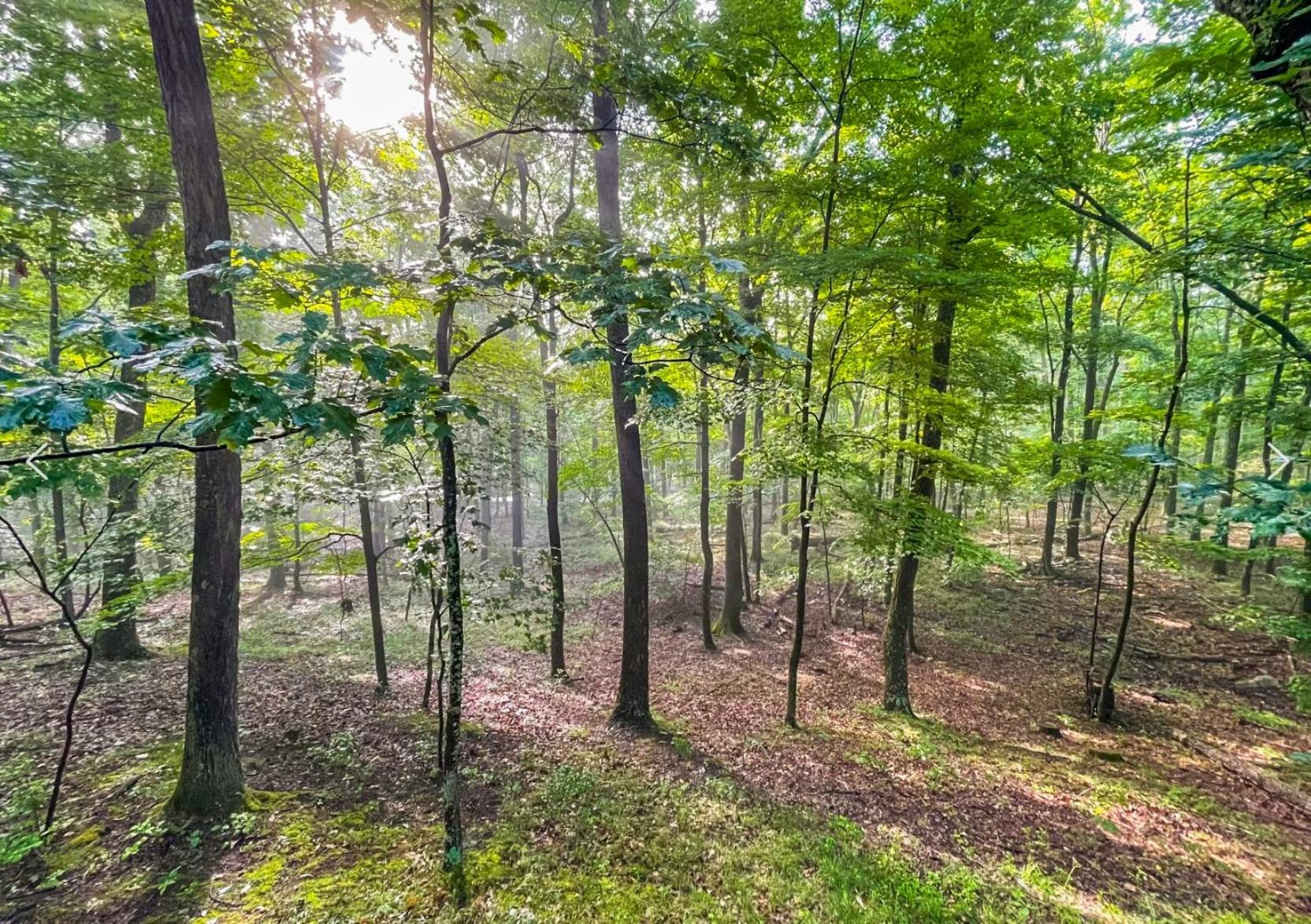 Huge Cabin W Hot Tub, Deck, Grill, Fire Pit, Wifi Berkeley Springs Esterno foto